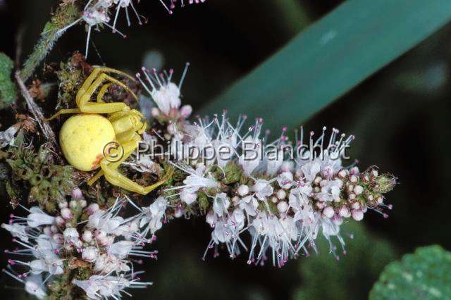 Thomisidae_misumena vatia.JPG - France, Araneae, Thomisidae, Thomise variable ou Araignée-crabe des fleurs (Misumena vatia), forme jaune,  Goldenrod crab spider or Flower crab spider
